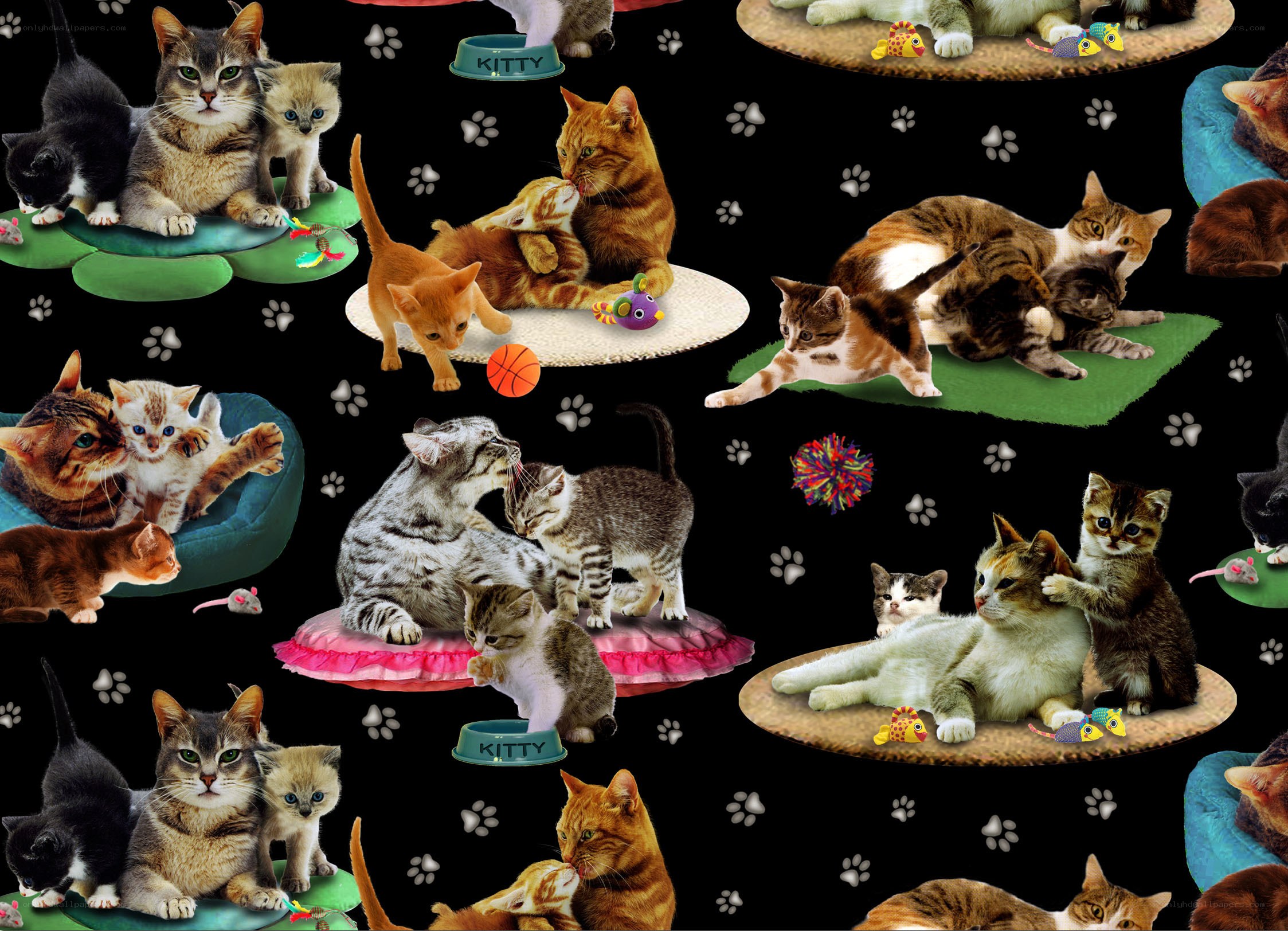 kittens playing on black background