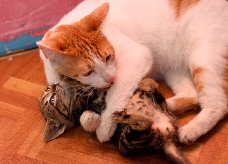 Kittens Playing on Floor
