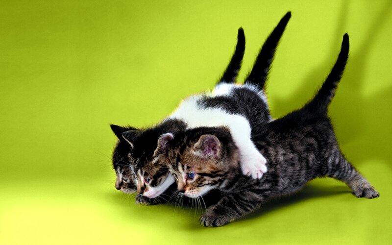 kittens playing on green