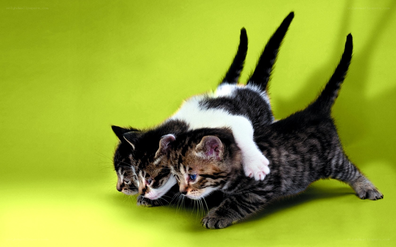 kittens playing on green