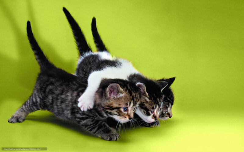 kittens playing on green