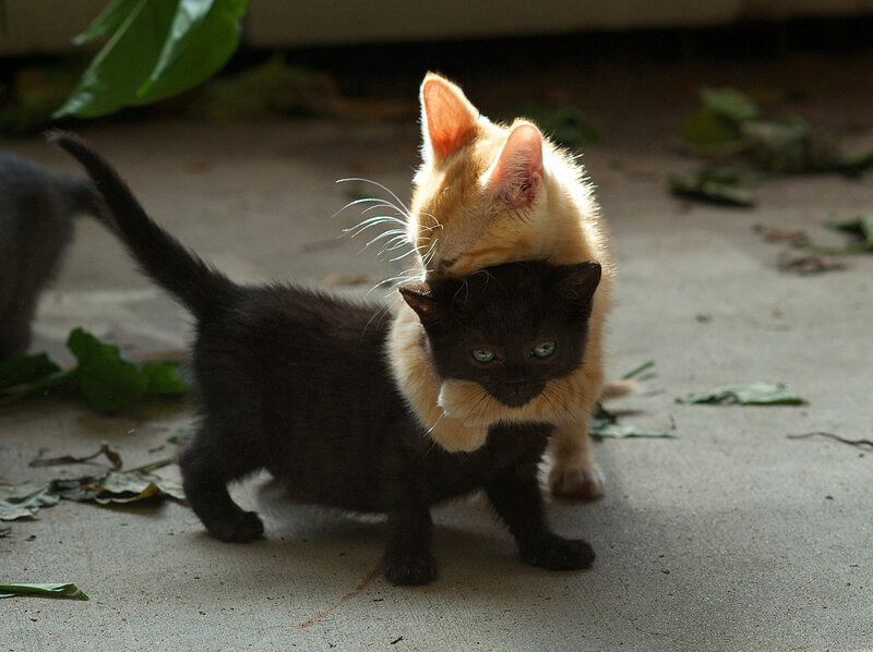 Kittens playing together