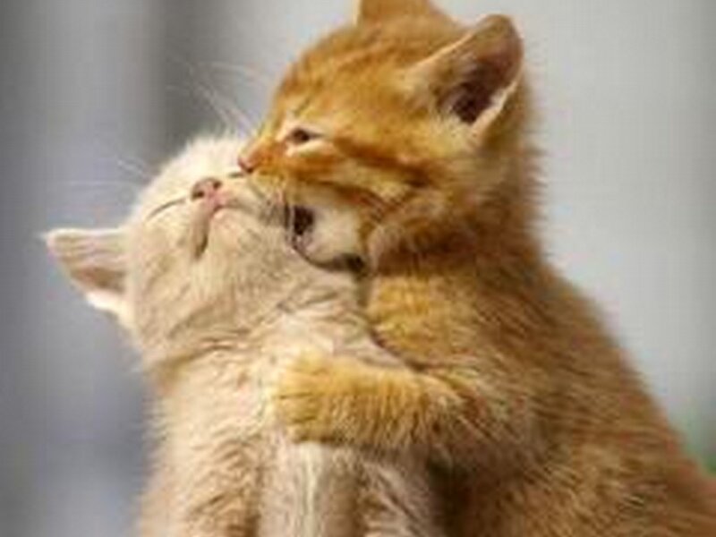 Kittens playing together