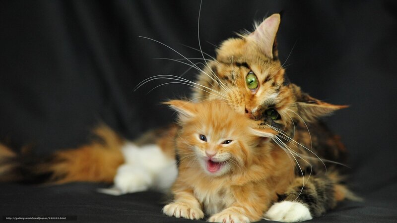 kittens playing together