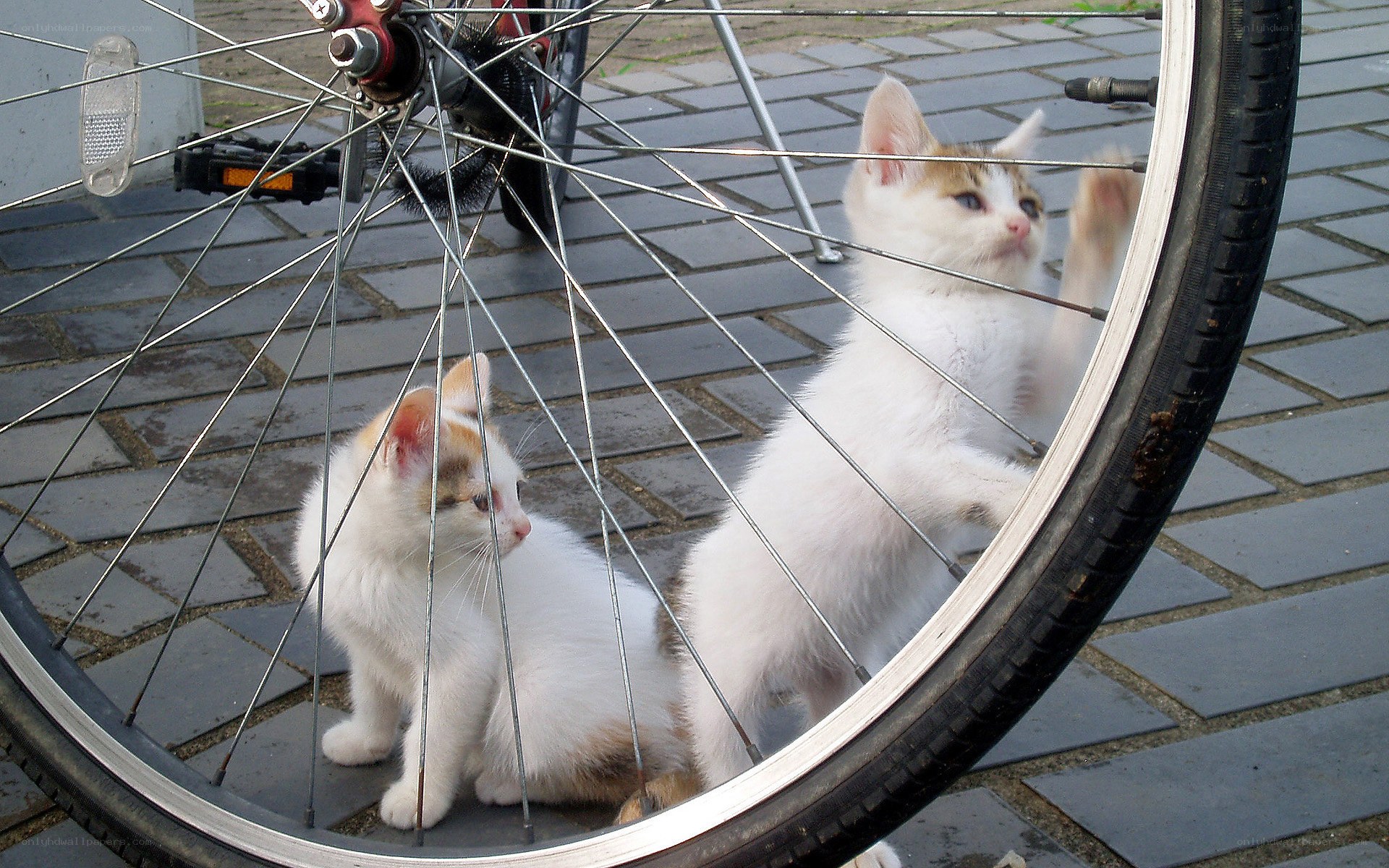 kittens playing with bicycle wheel