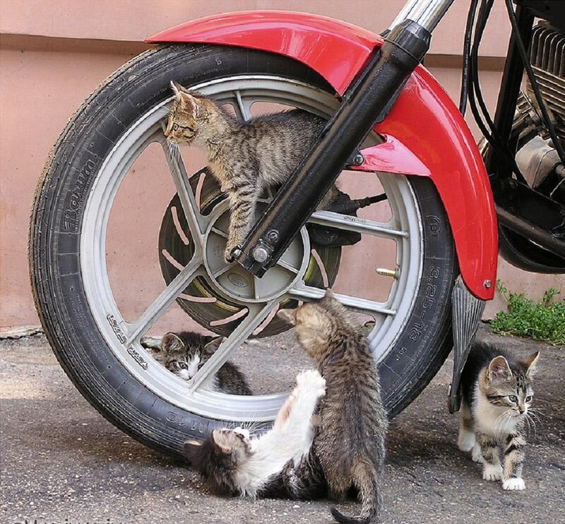 Kittens Playing with Motorcycle