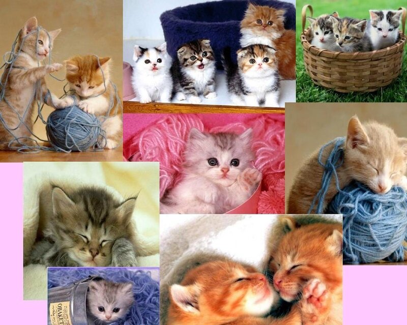Kittens Playing with Yarn