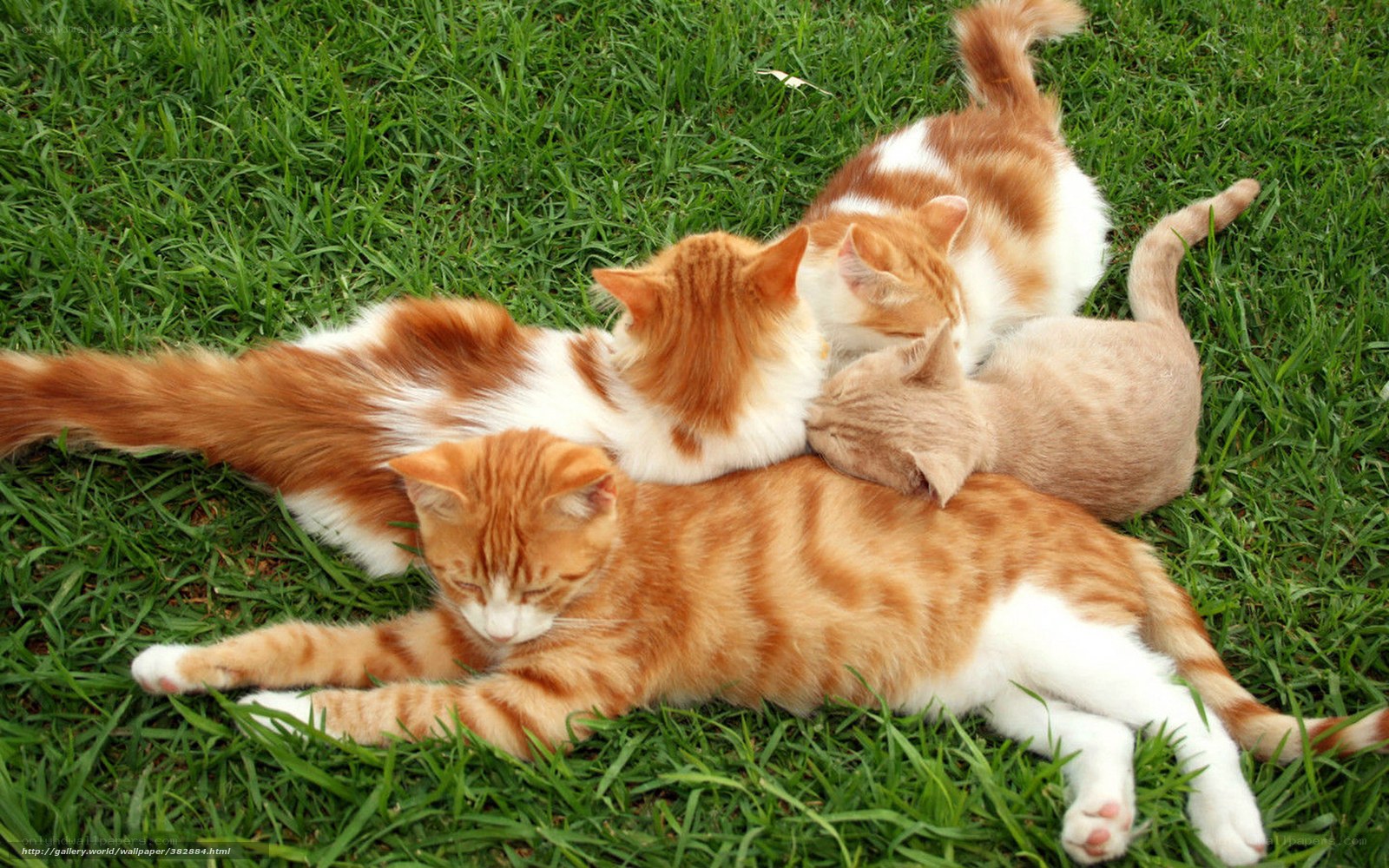 kittens resting on grass