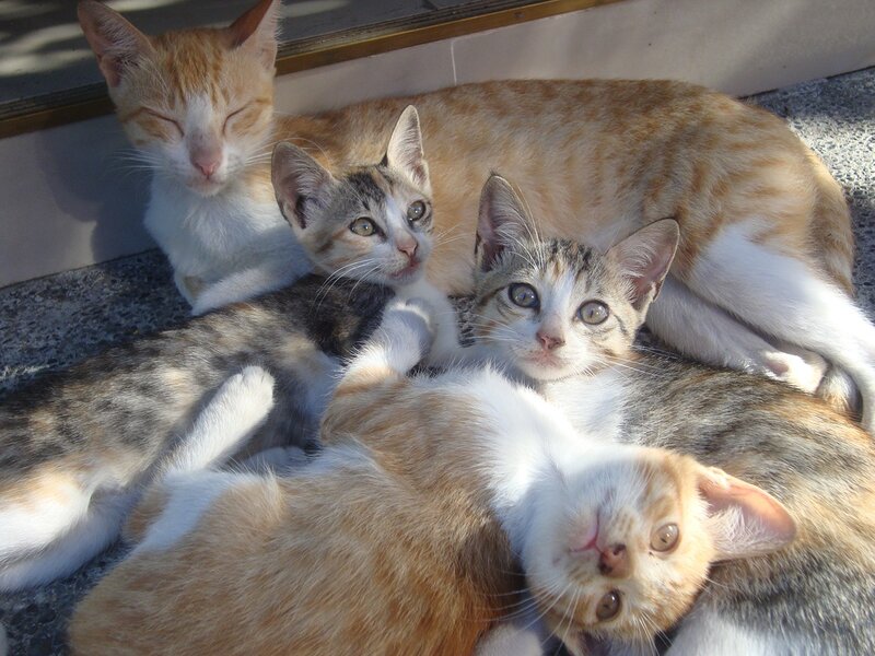 kittens resting together