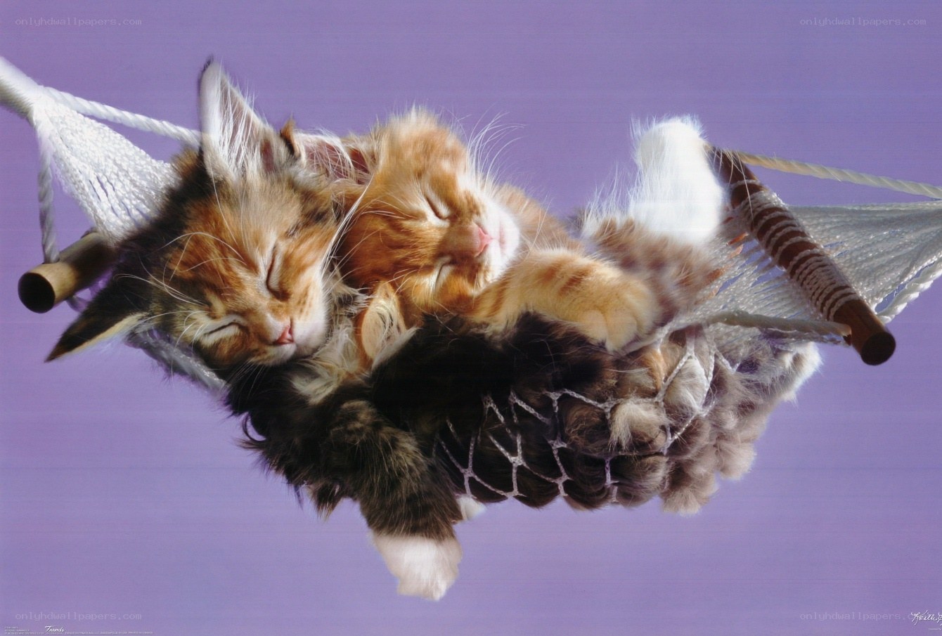 Kittens sleeping in hammock