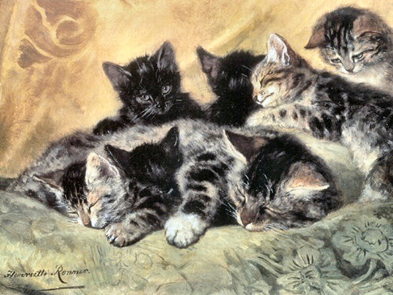 Kittens Sleeping Together — Brown