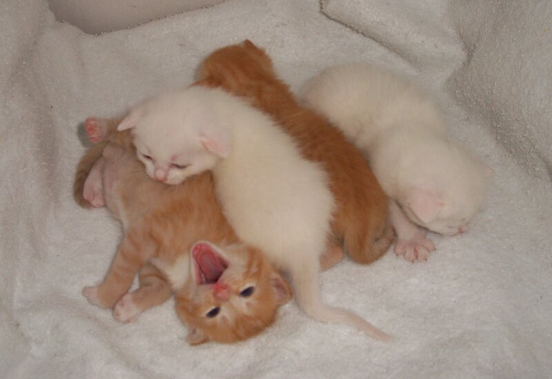 kittens sleeping together