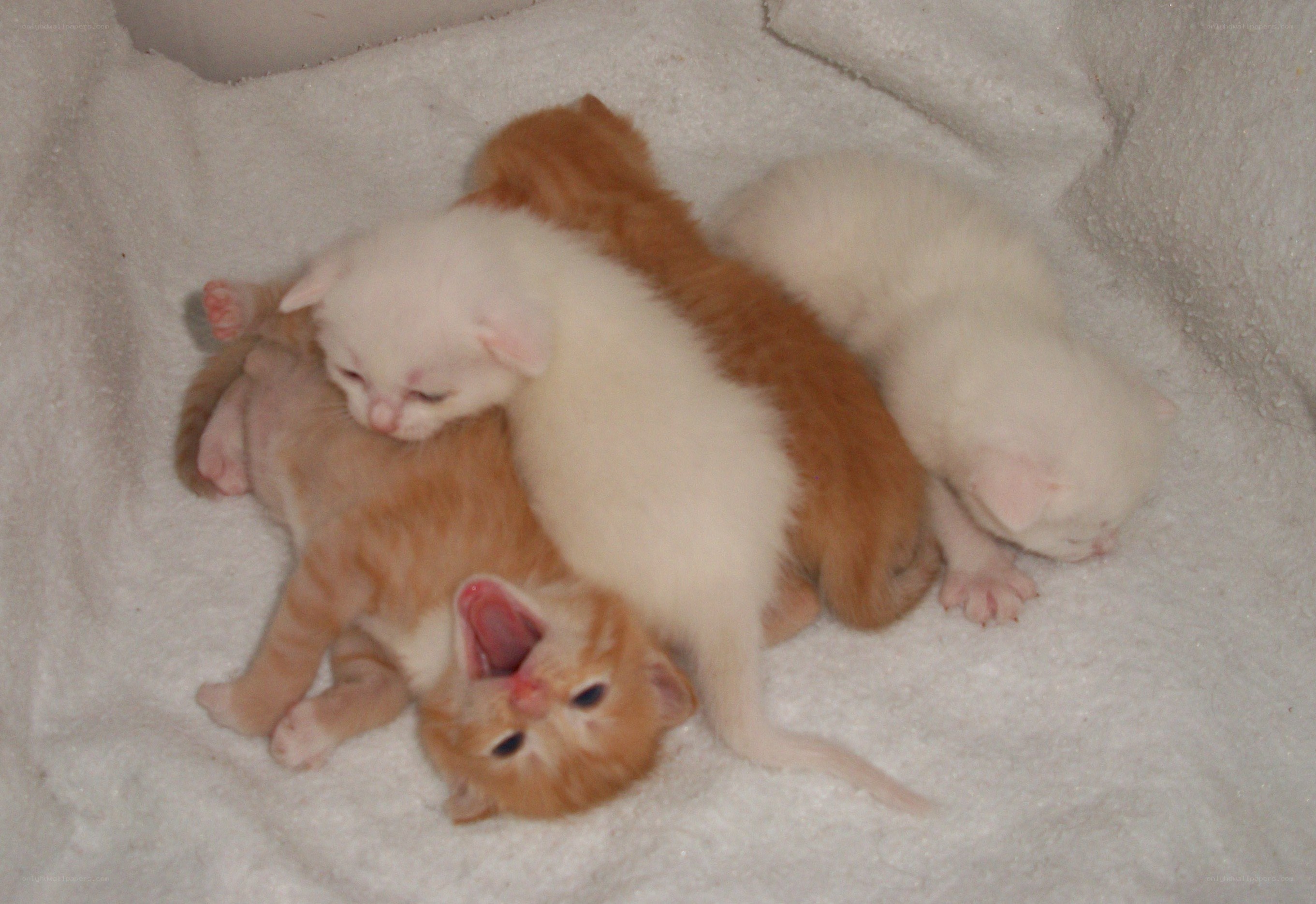 kittens sleeping together