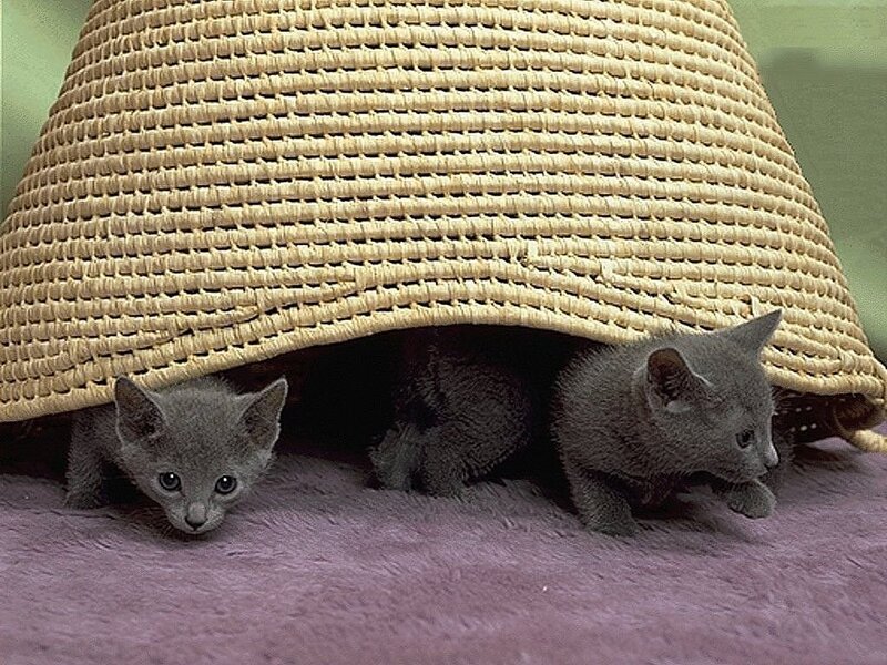 kittens under a basket