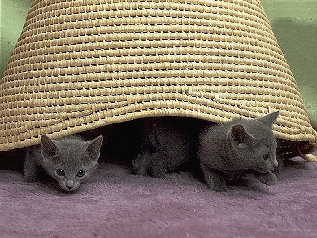 kittens under a basket