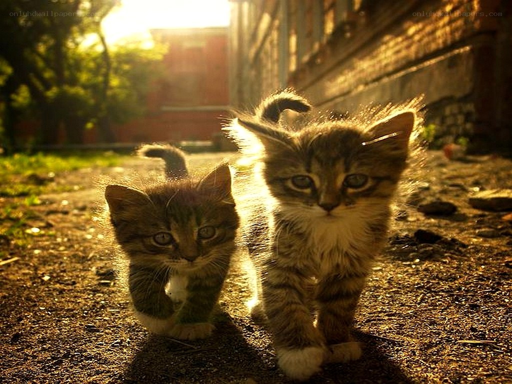 kittens walking in sunlight