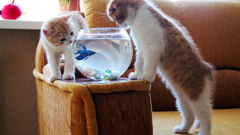 kittens watching a fish