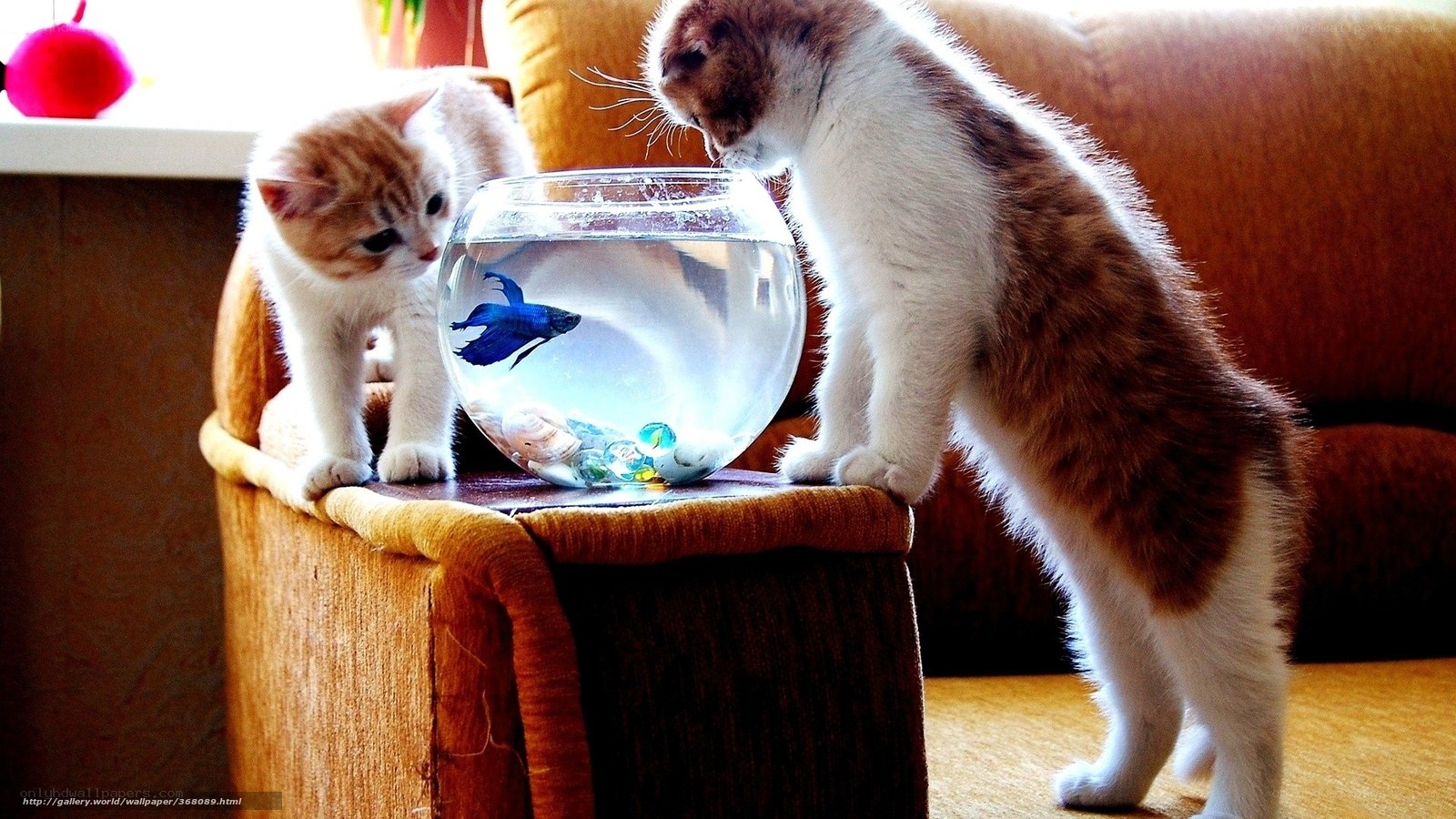 kittens watching fish in bowl
