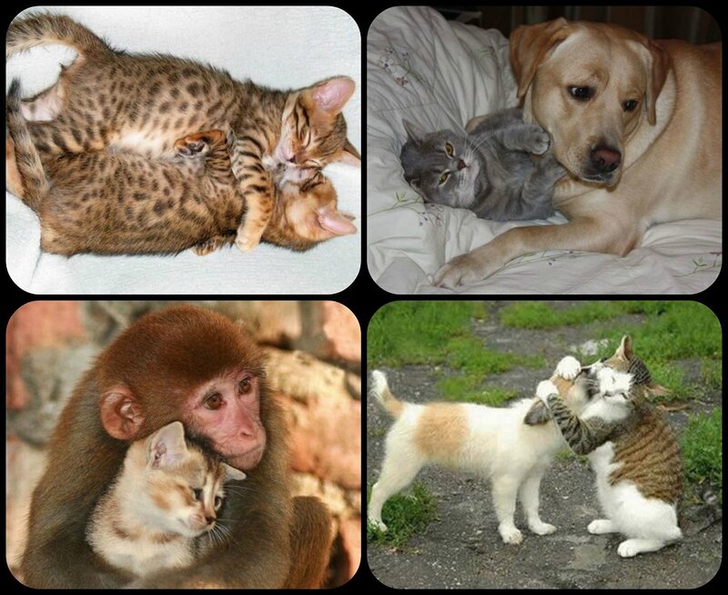 Kittens with Animals