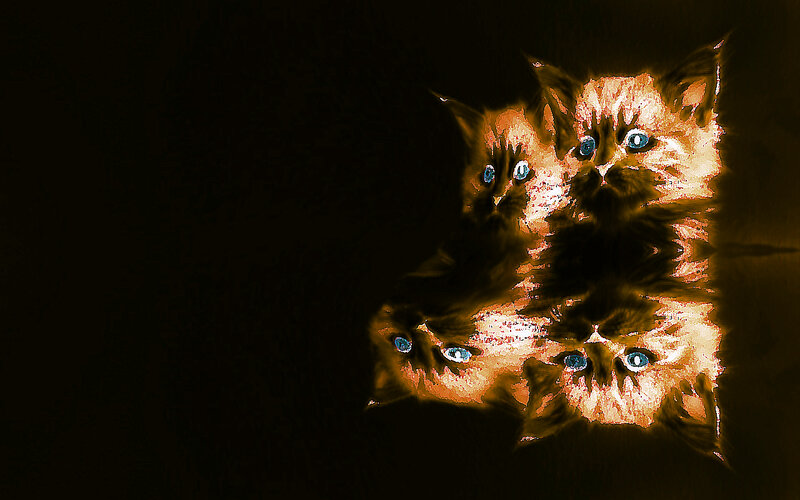 Kittens with Blue Eyes