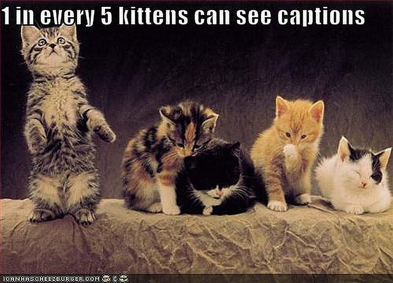 kittens with caption