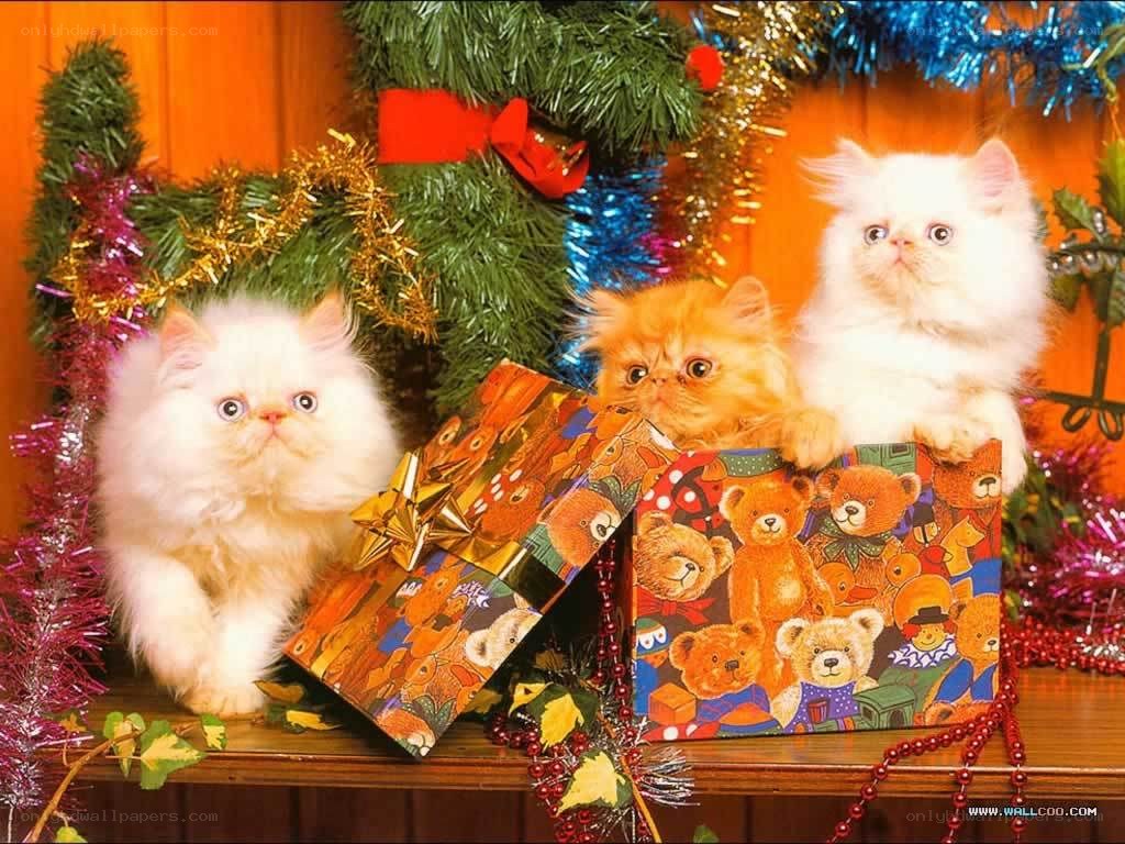 kittens with christmas gifts