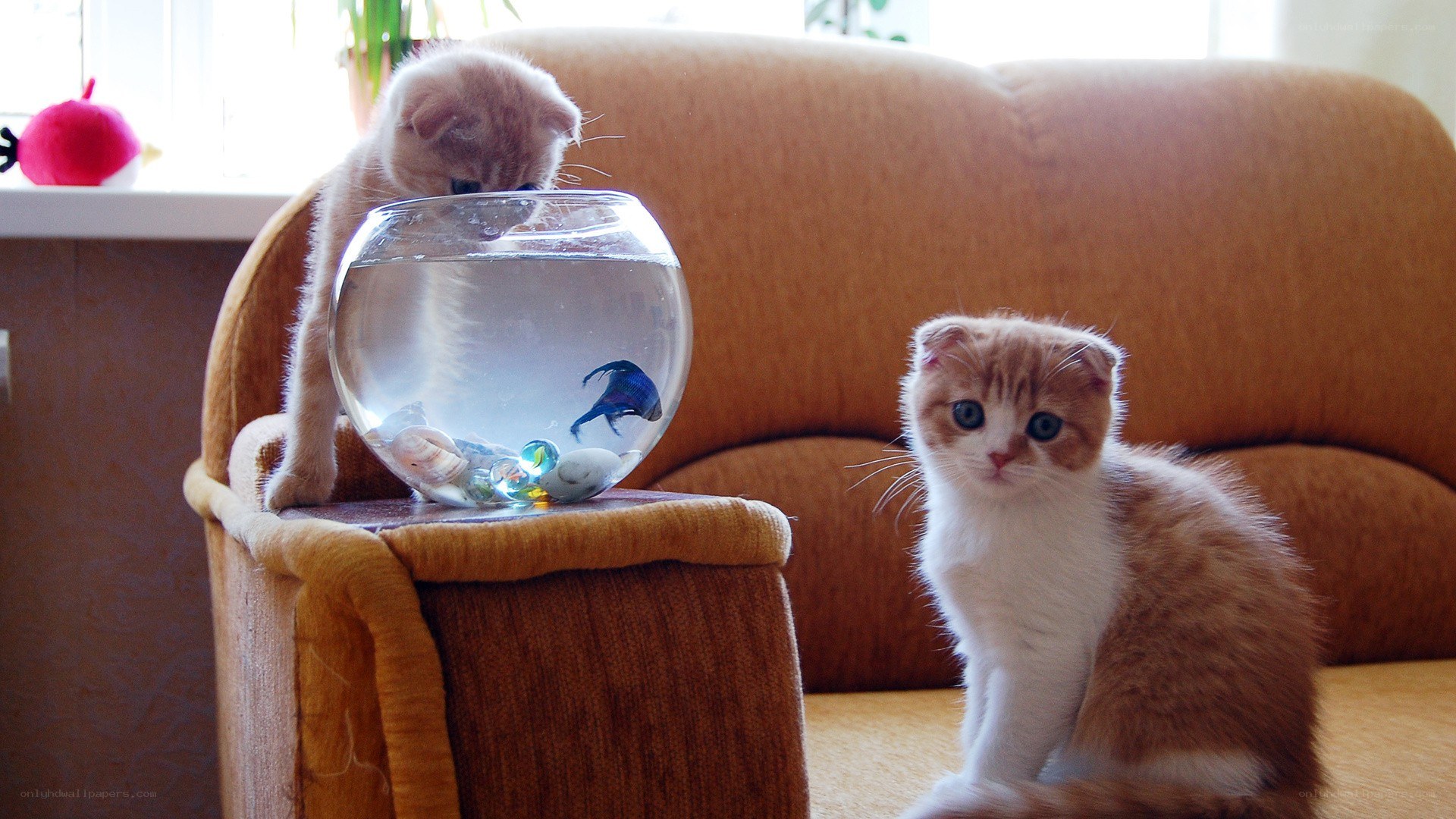 Kittens with fishbowl