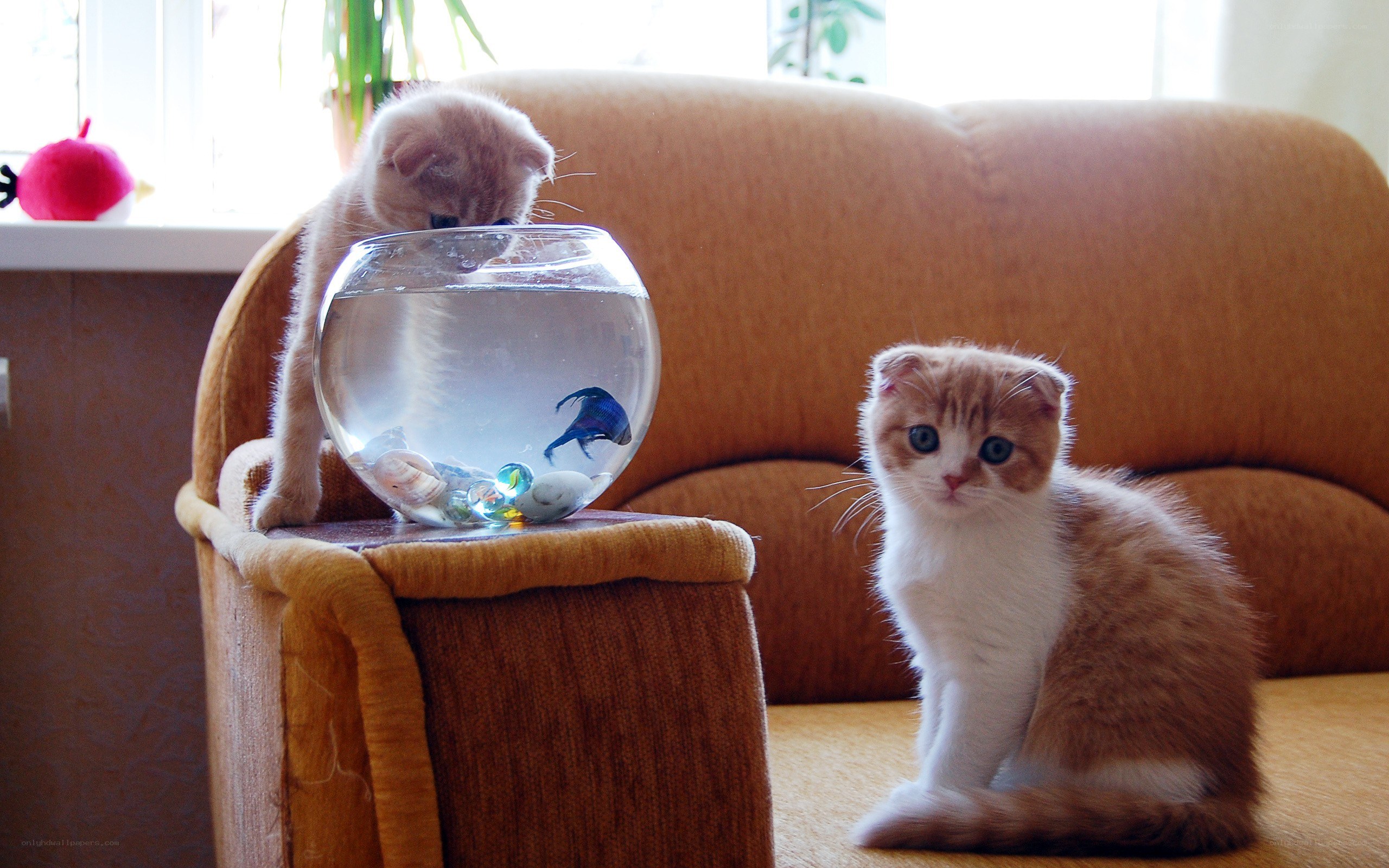 Kittens with fishbowl