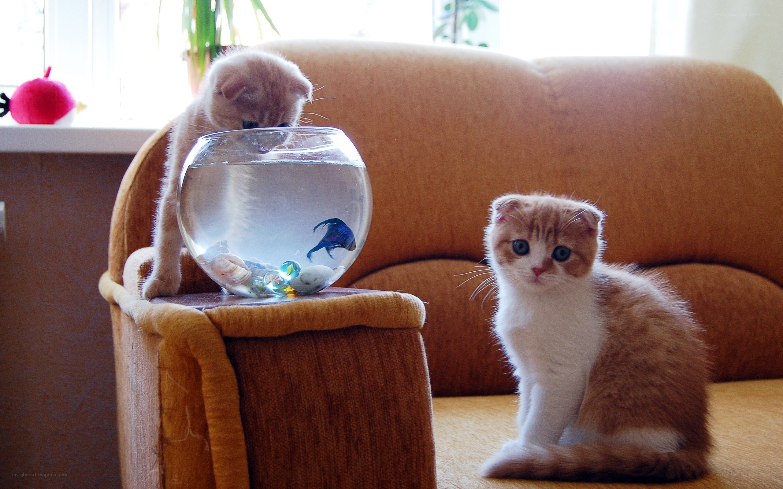 Kittens with fishbowl