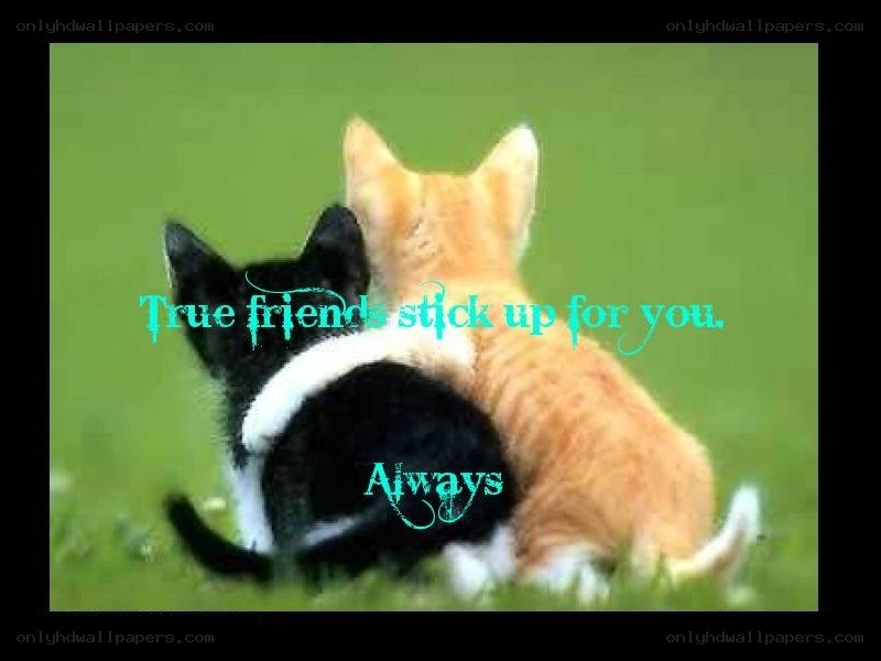 kittens with friendship quote