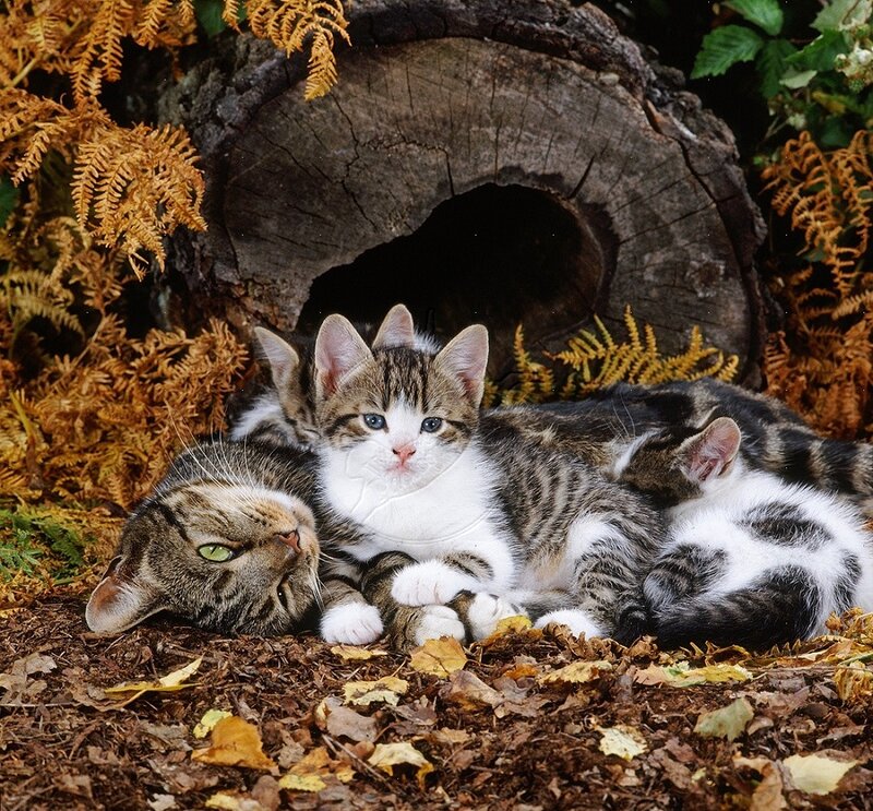 Kittens with Mother Cat — Brown