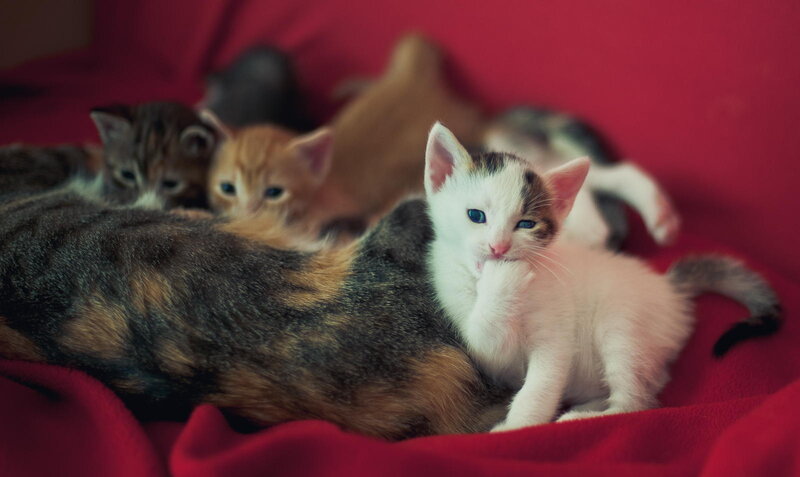 Kittens with Mother Cat