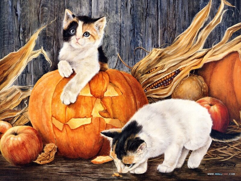 Kittens with pumpkins and corn