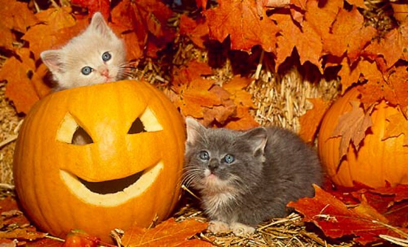 Kittens with Pumpkins
