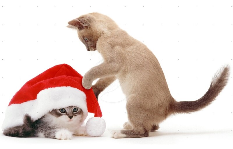 Kittens with Santa Hat