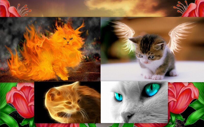 Kittens with Special Effects
