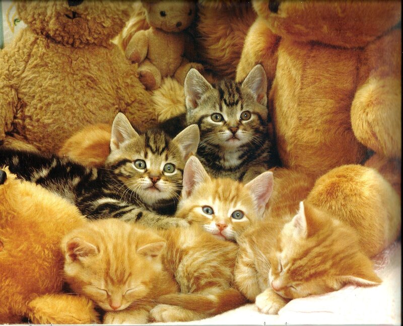 Kittens with Stuffed Animals