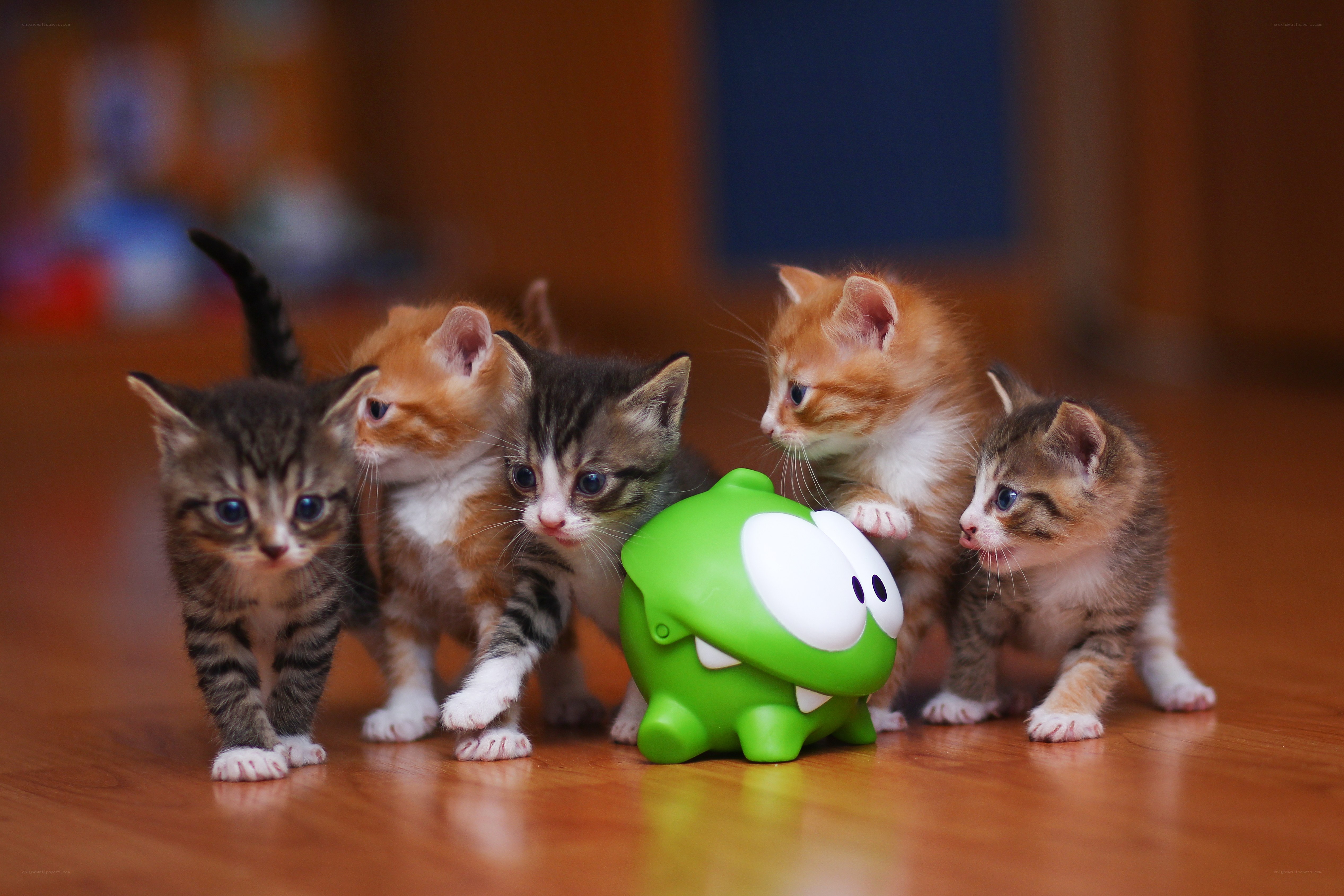 kittens with toy on floor