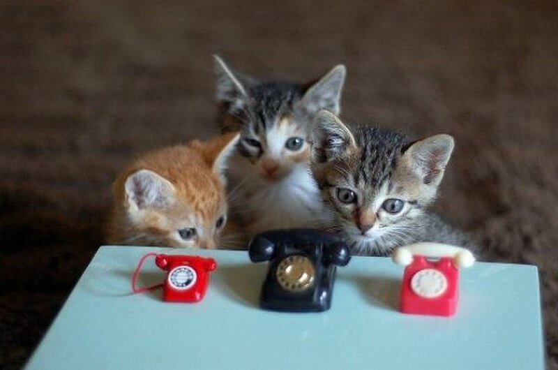 kittens with toy phones