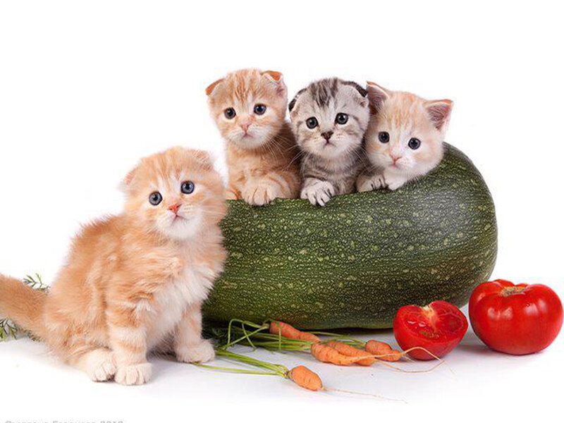 Kittens with Vegetables
