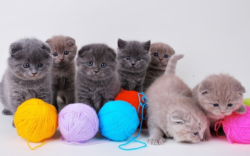 Kittens with Yarn Balls — Gray, Playful