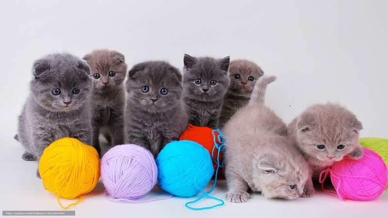 kittens with yarn balls
