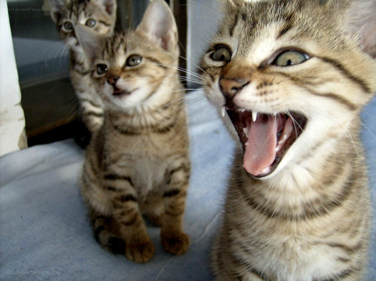 kittens yawning and playing
