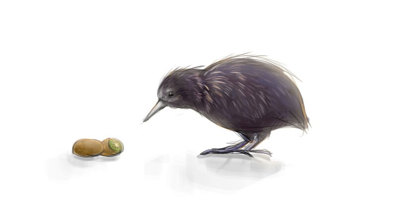 Kiwi Bird and Kiwi Fruit