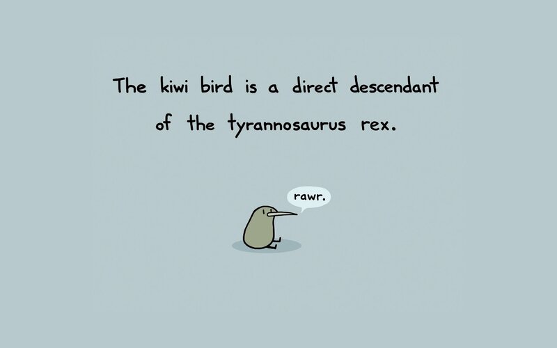 kiwi bird descendant fact