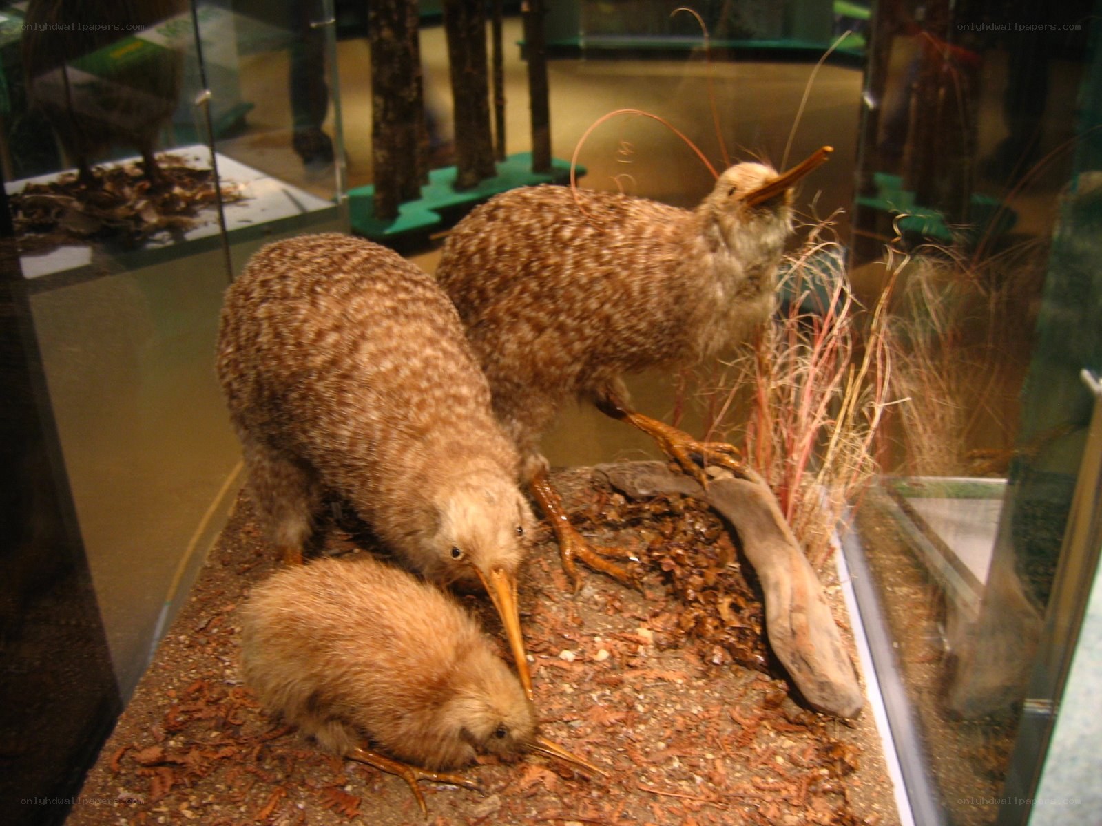Kiwi bird display in a museum