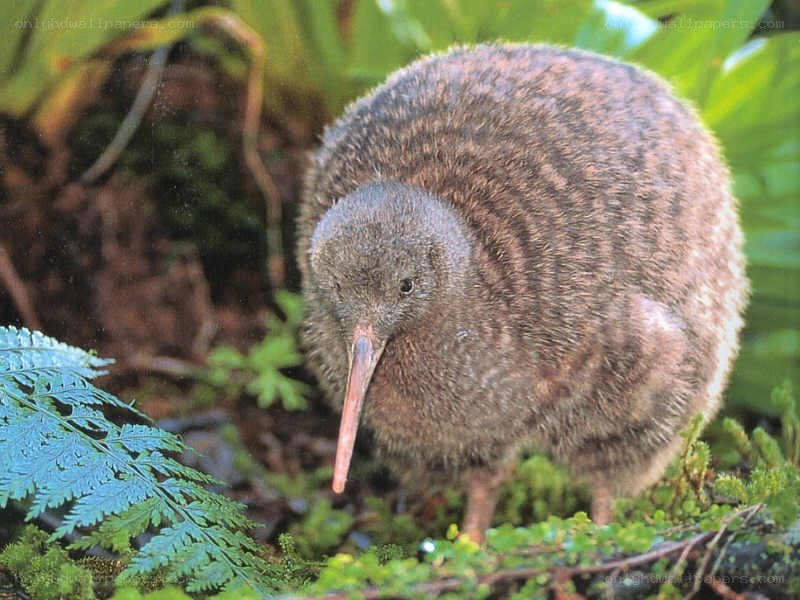 Kiwi bird in forest