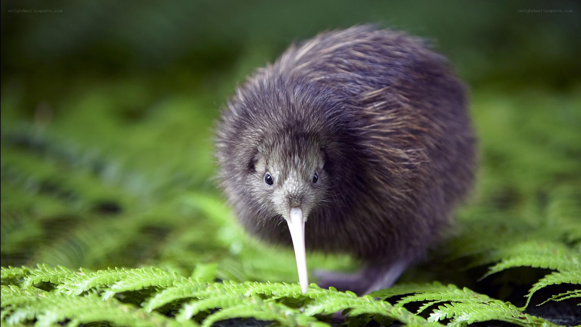 Kiwi bird in forest