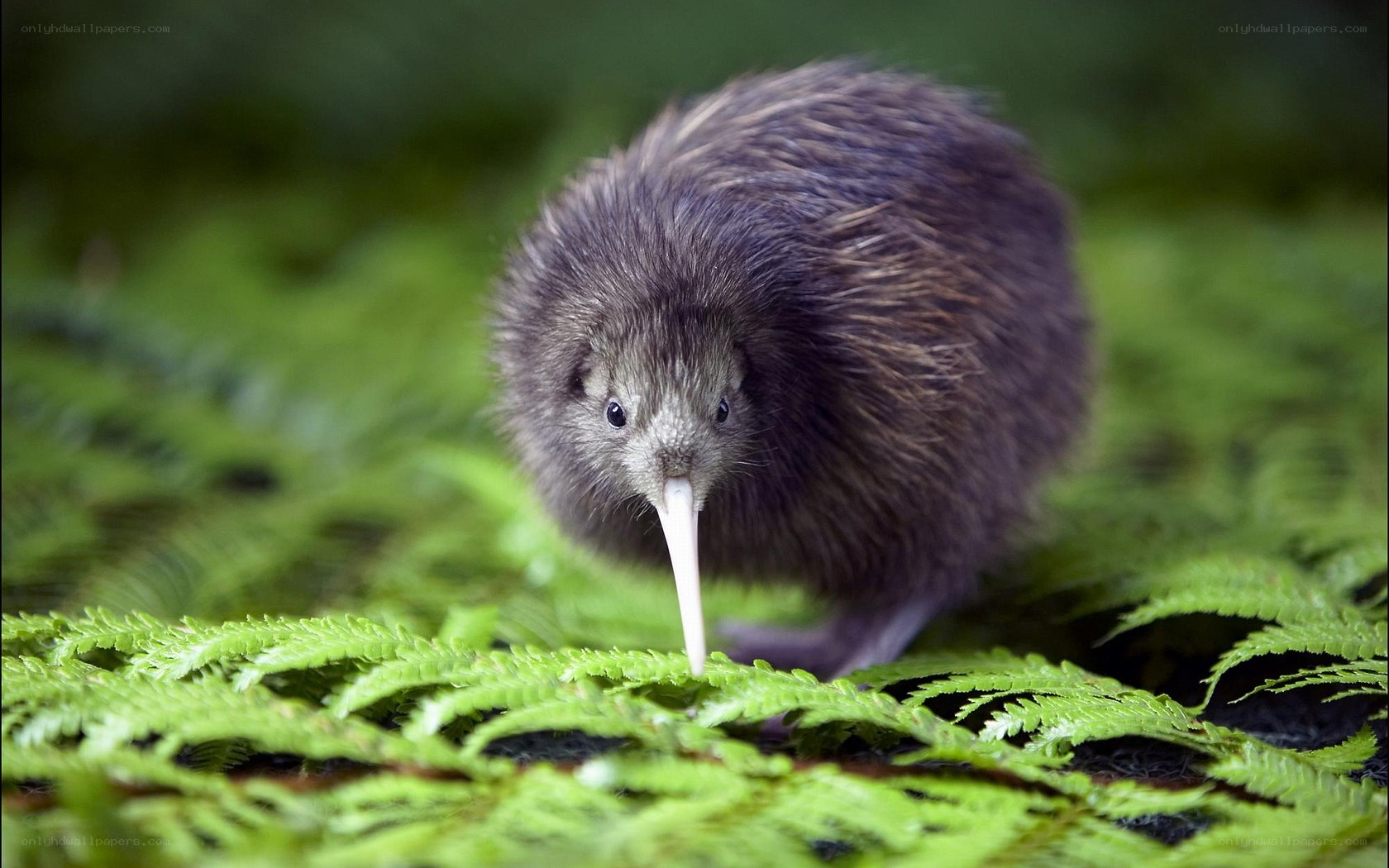 Kiwi bird in forest