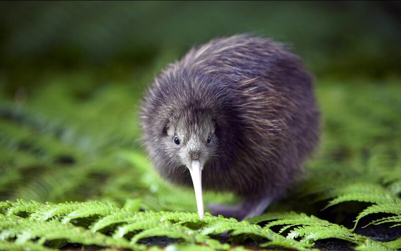 Kiwi bird in forest